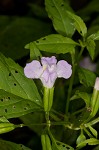 Sharpwing monkeyflower