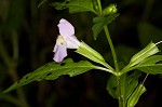 Sharpwing monkeyflower