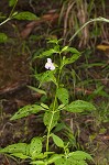 Sharpwing monkeyflower