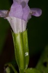 Sharpwing monkeyflower