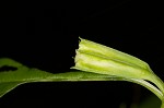 Sharpwing monkeyflower