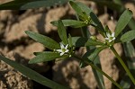 Green carpetweed