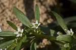 Green carpetweed