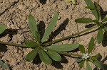 Green carpetweed