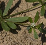 Green carpetweed