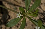 Green carpetweed