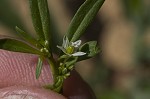 Green carpetweed