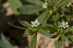 Green carpetweed