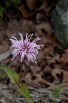 Eastern beebalm