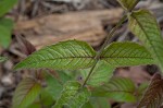 Eastern beebalm