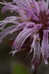 Eastern beebalm