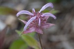 Eastern beebalm