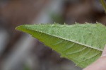 Eastern beebalm