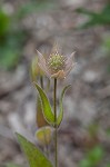 Eastern beebalm