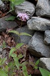 Eastern beebalm