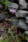 Eastern beebalm