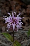 Eastern beebalm