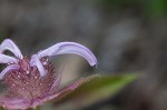 Eastern beebalm