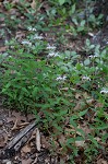 Eastern beebalm