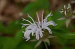 Eastern beebalm