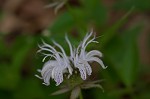 Eastern beebalm