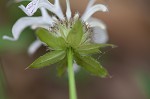 Eastern beebalm