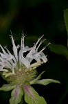 White bergamot