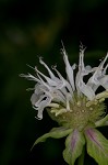 White bergamot