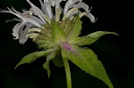 White bergamot