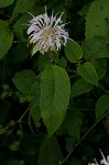 White bergamot