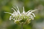 White bergamot