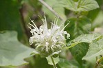 White bergamot