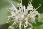 White bergamot