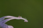 Mintleaf beebalm