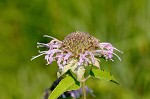 Mintleaf beebalm