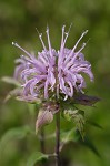 Mintleaf beebalm