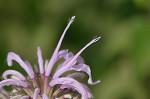 Mintleaf beebalm