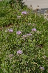 Mintleaf beebalm