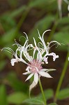 Redpurple beebalm