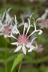 Redpurple beebalm