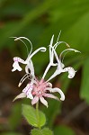 Redpurple beebalm