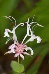 Redpurple beebalm