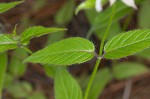 Redpurple beebalm