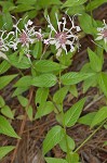 Redpurple beebalm