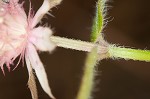 Redpurple beebalm