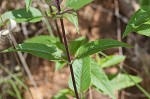 Beebalm