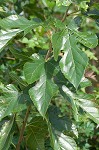 White mulberry