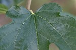 White mulberry