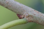 White mulberry