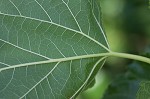 White mulberry